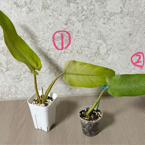 필로덴드론 휘플웨이 위플웨이