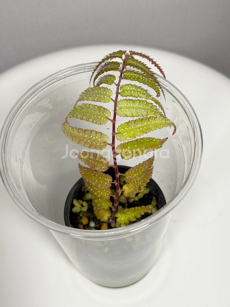 베고니아 프테리디포미스 + 람풍 크레이지핑크--2