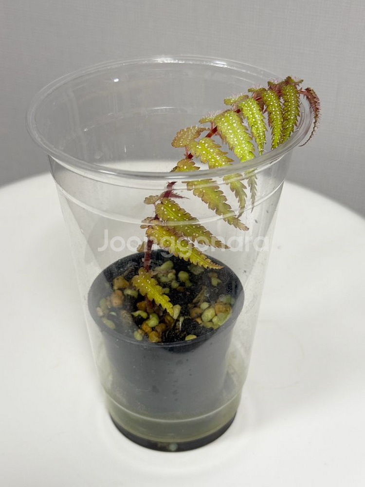 베고니아 프테리디포미스 + 람풍 크레이지핑크--1