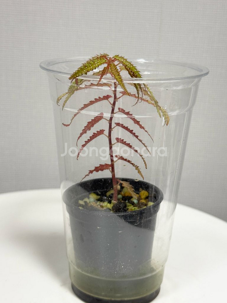 베고니아 프테리디포미스 + 람풍 크레이지핑크--3