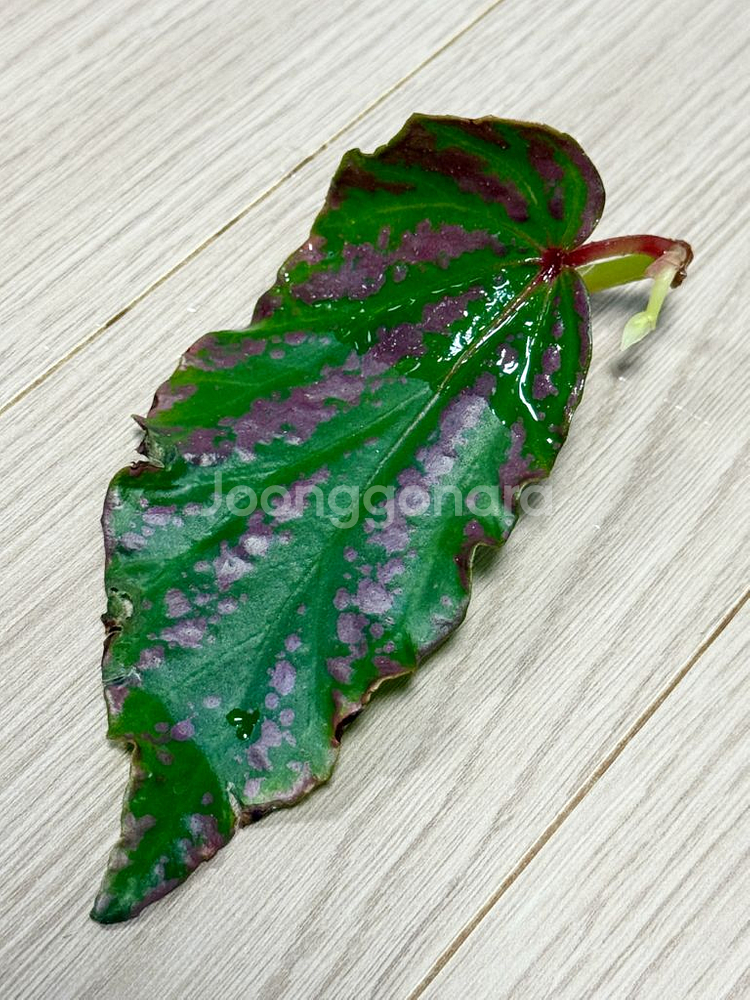 베고니아 프테리디포미스 + 람풍 크레이지핑크--4