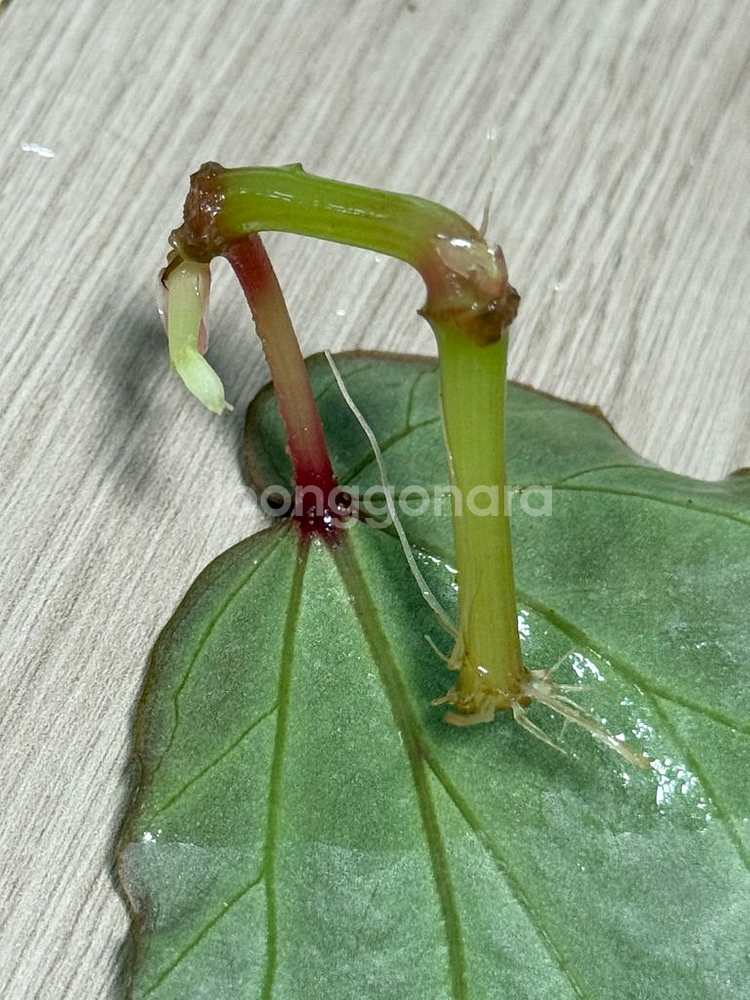 베고니아 프테리디포미스 + 람풍 크레이지핑크--5