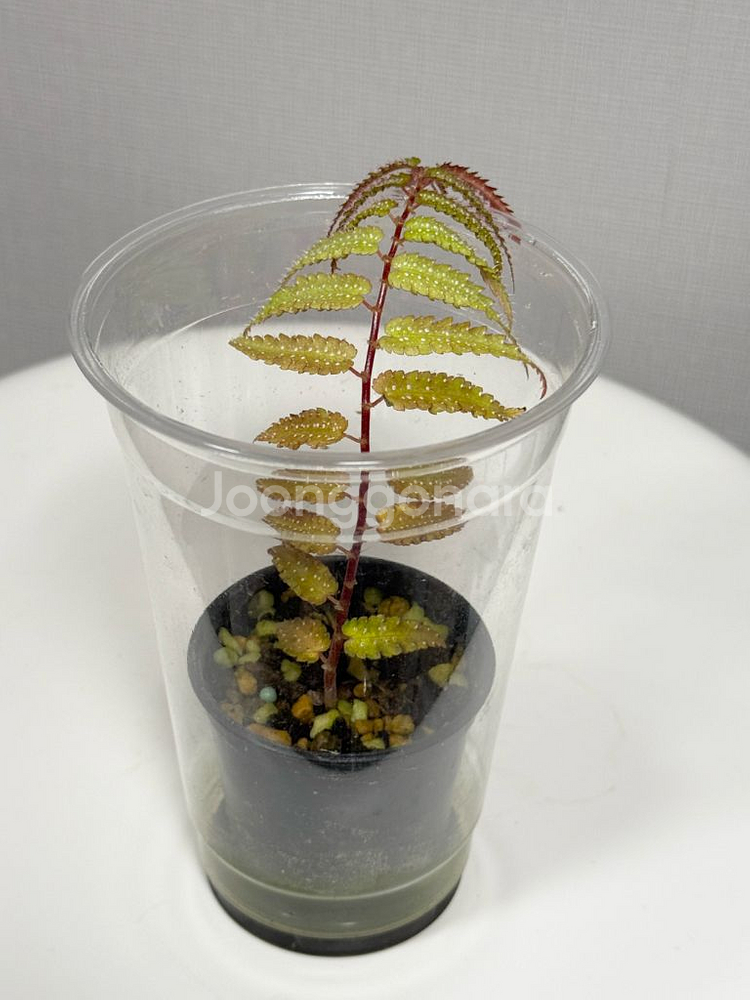 베고니아 프테리디포미스 + 람풍 크레이지핑크--0