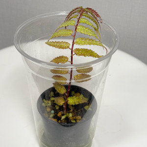 베고니아 프테리디포미스 + 람풍 크레이지핑크