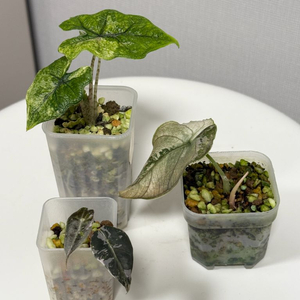 알로카시아 3종 (미스틱+산데리아나불+아즈라니 바리)