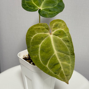 안스리움 매그니피컴 하이브리드 민트 바리에가타