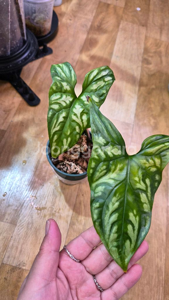 세르세스티스미라빌리스--0