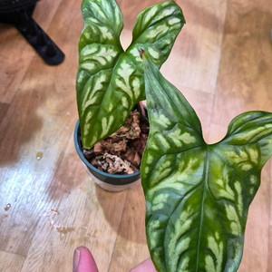 세르세스티스미라빌리스