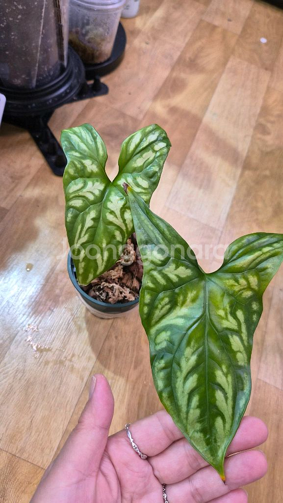 세르세스티스미라빌리스--1