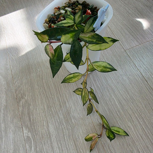 호야 라쿠노사 바리에가타