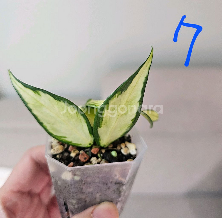 호야 폴리네우라 이너바리에가타--5