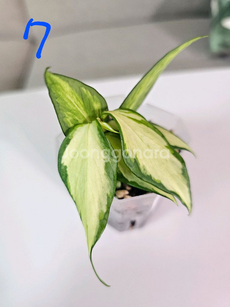 호야 폴리네우라 이너바리에가타--6