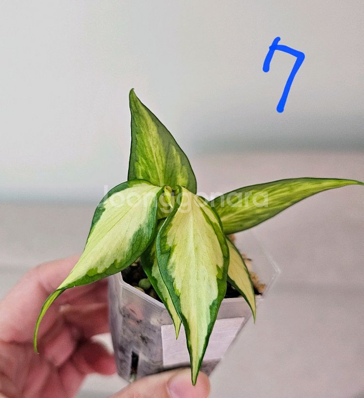 호야 폴리네우라 이너바리에가타--7