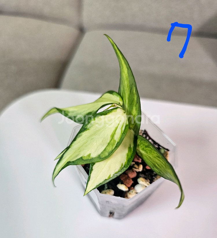 호야 폴리네우라 이너바리에가타--8