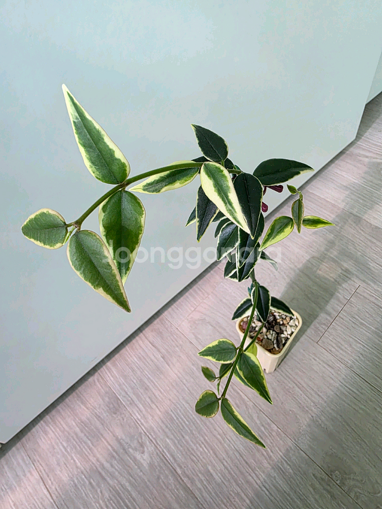 호야 벨라 알보--0