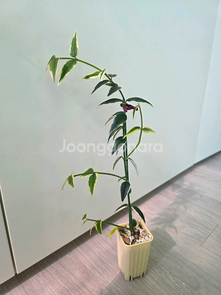 호야 벨라 알보--1