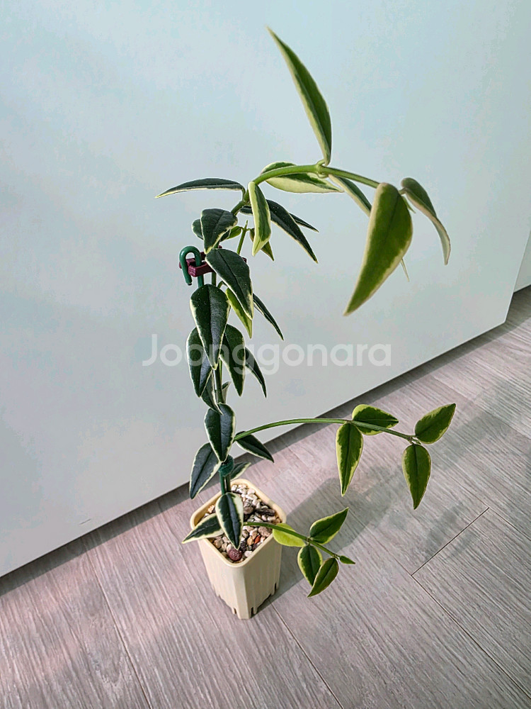 호야 벨라 알보--2