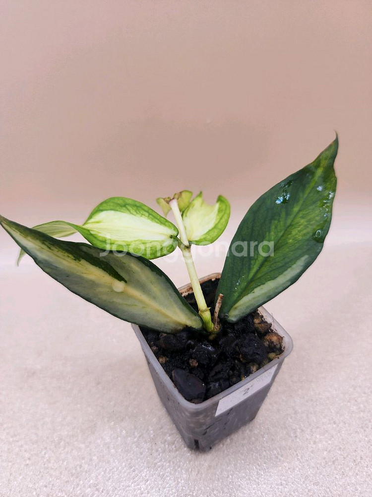 호야 폴리네우라 이너바리--0