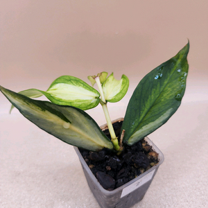 호야 폴리네우라 이너바리