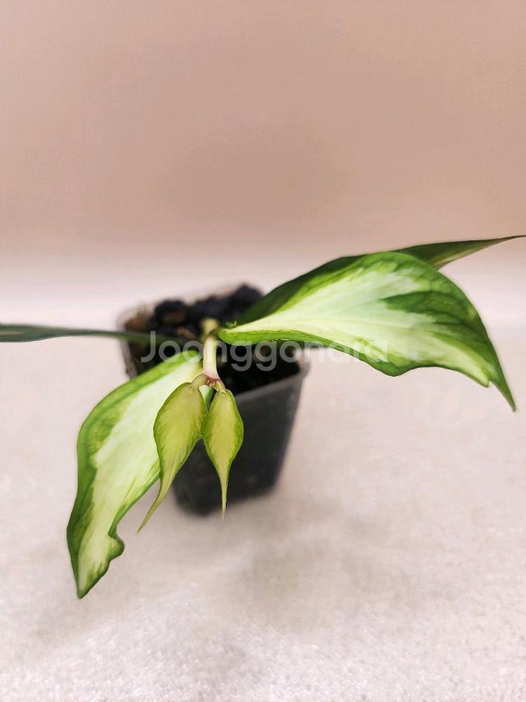 호야 폴리네우라 이너바리--1