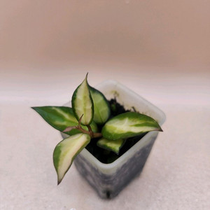 호야 라쿠노사 미도리