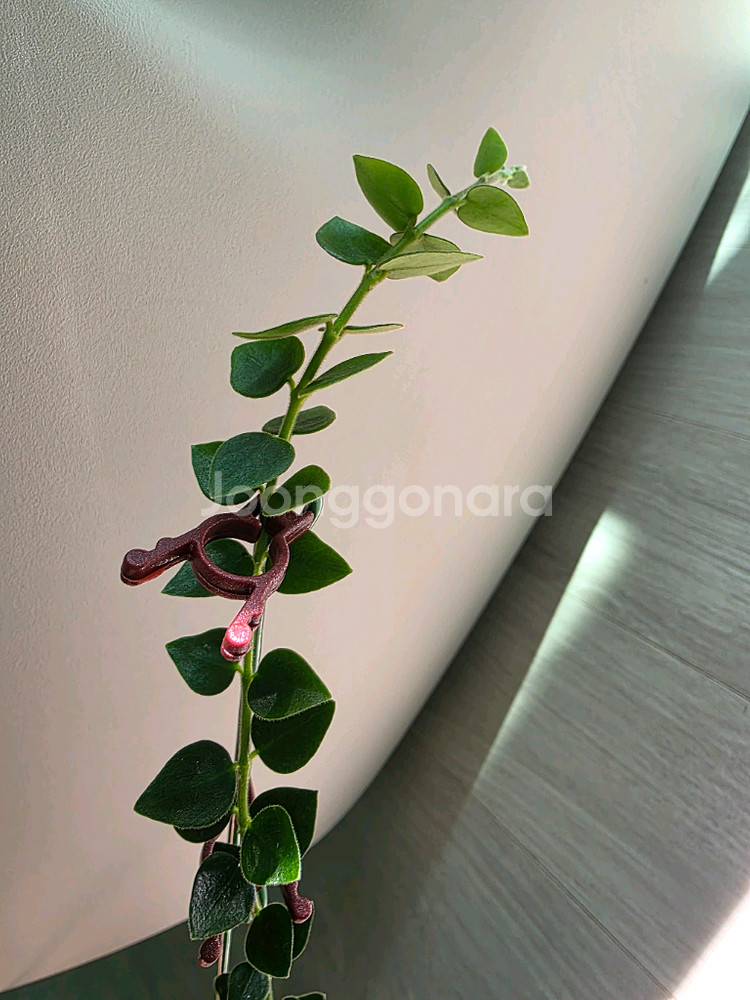 호야 칭흥엔시스--1