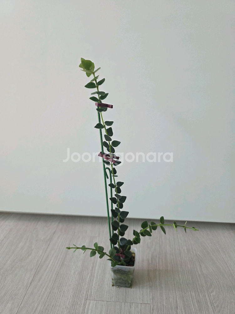 호야 칭흥엔시스--2