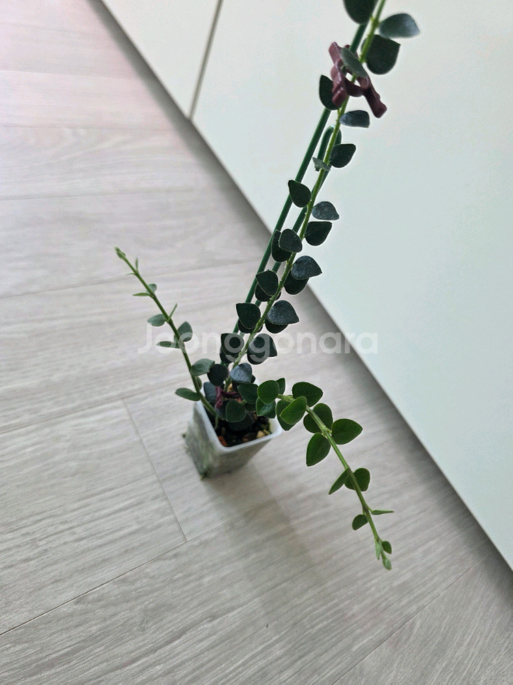 호야 칭흥엔시스--3