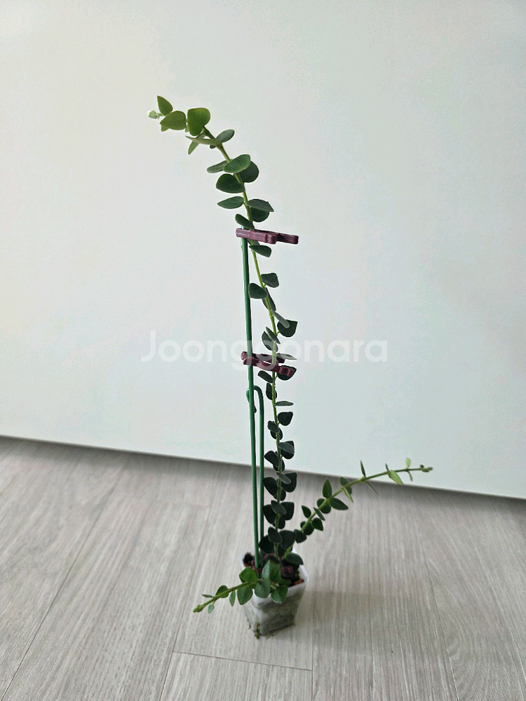 호야 칭흥엔시스--0