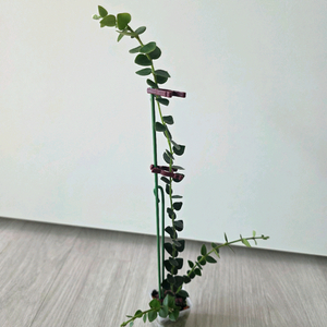 호야 칭흥엔시스