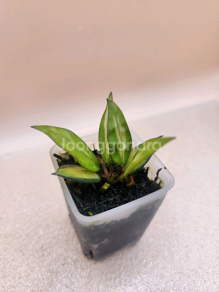 호야 라쿠노사 미도리--0