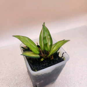 호야 라쿠노사 미도리