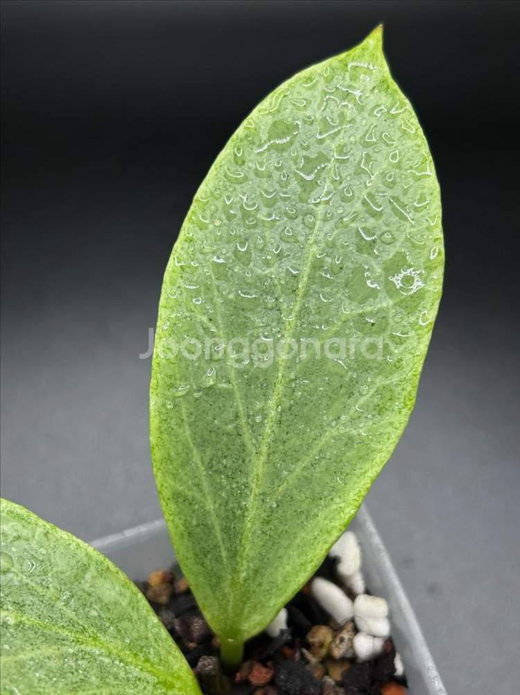 옵스쿠라 그립틱크롬--3