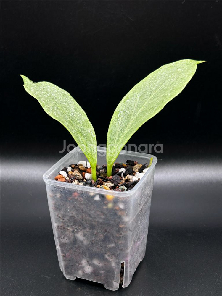 옵스쿠라 그립틱크롬--1