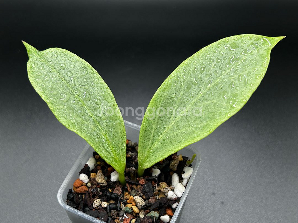 옵스쿠라 그립틱크롬--0