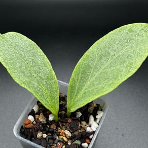 옵스쿠라 그립틱크롬