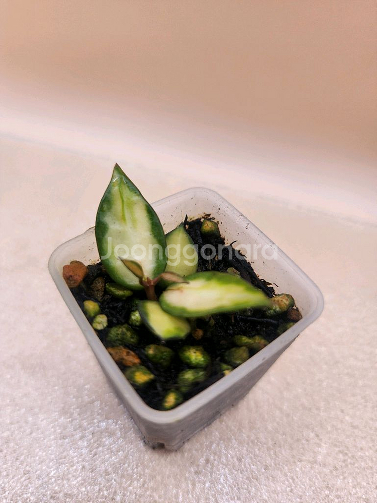 호야 라쿠노사 미도리--0