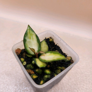 호야 라쿠노사 미도리