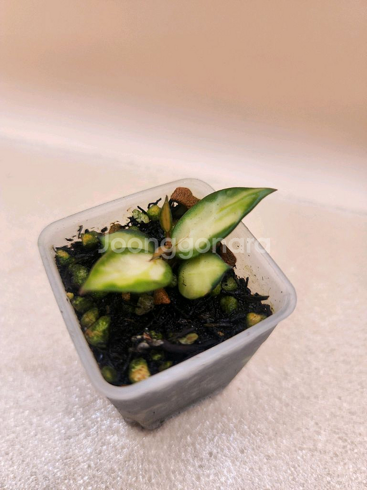 호야 라쿠노사 미도리--1