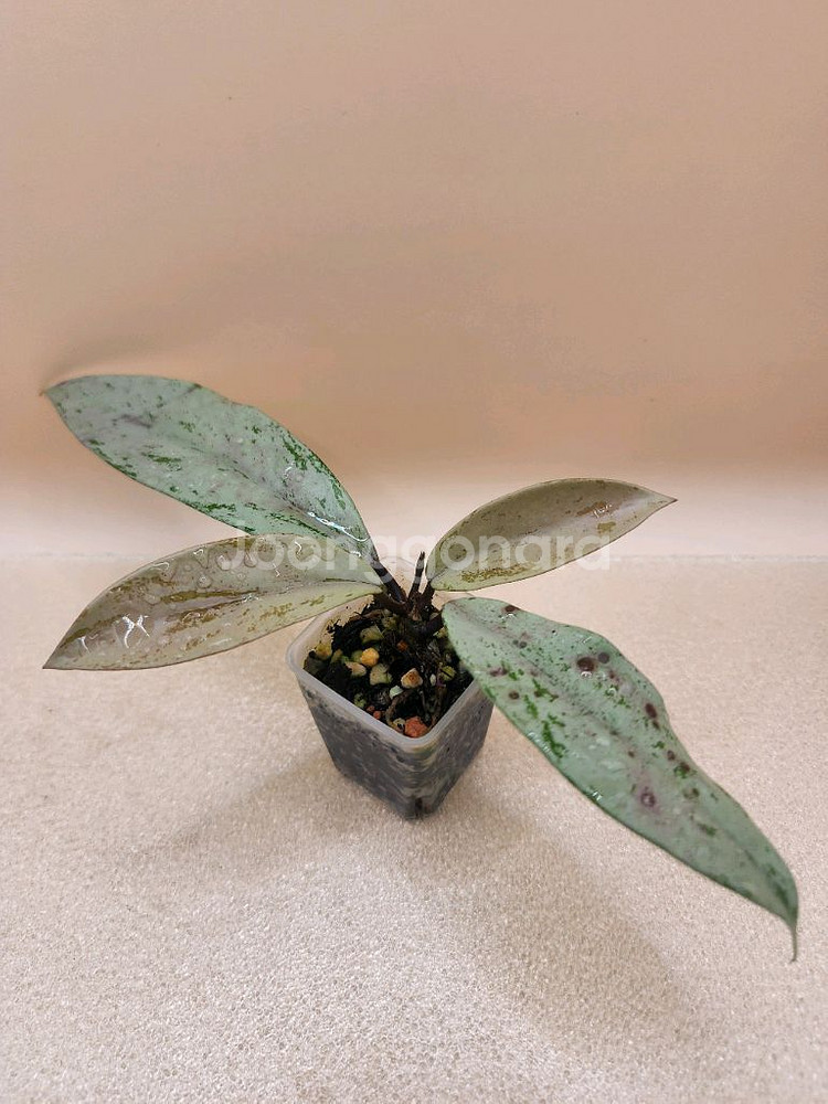 호야 푸비갈릭스 핑크고스트--0