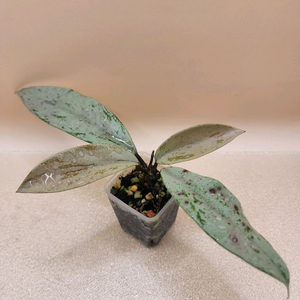 호야 푸비갈릭스 핑크고스트