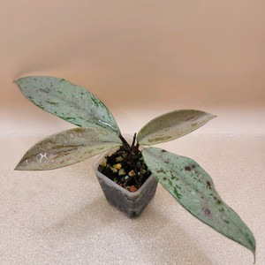 호야 푸비갈릭스 핑크고스트