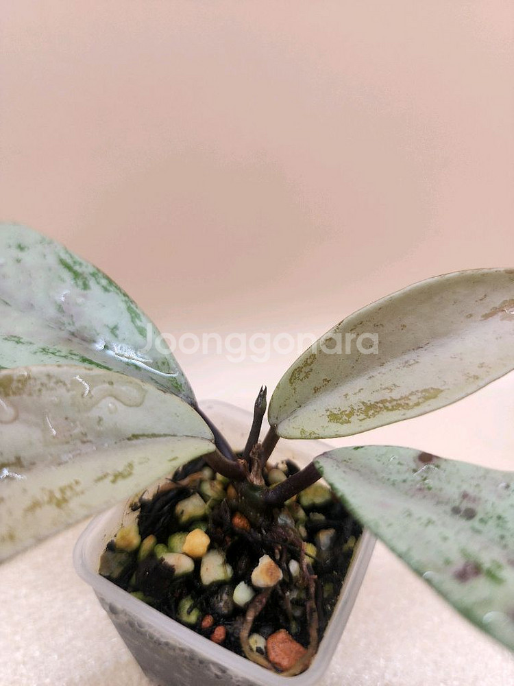 호야 푸비갈릭스 핑크고스트--1