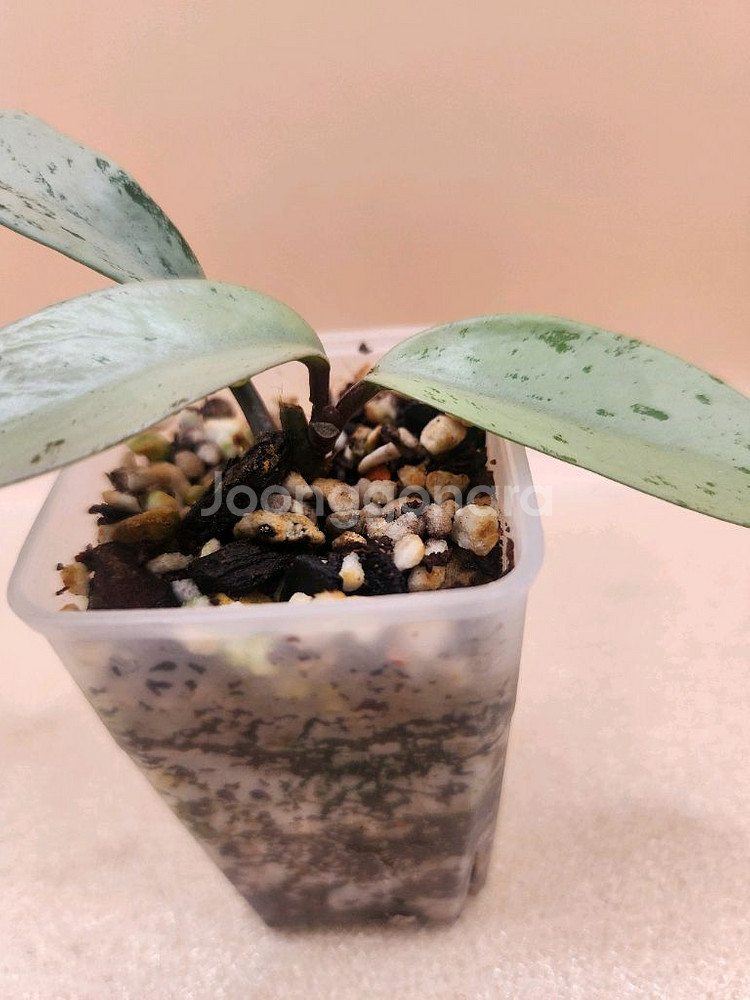 호야 푸비갈릭스 핑크고스트--1