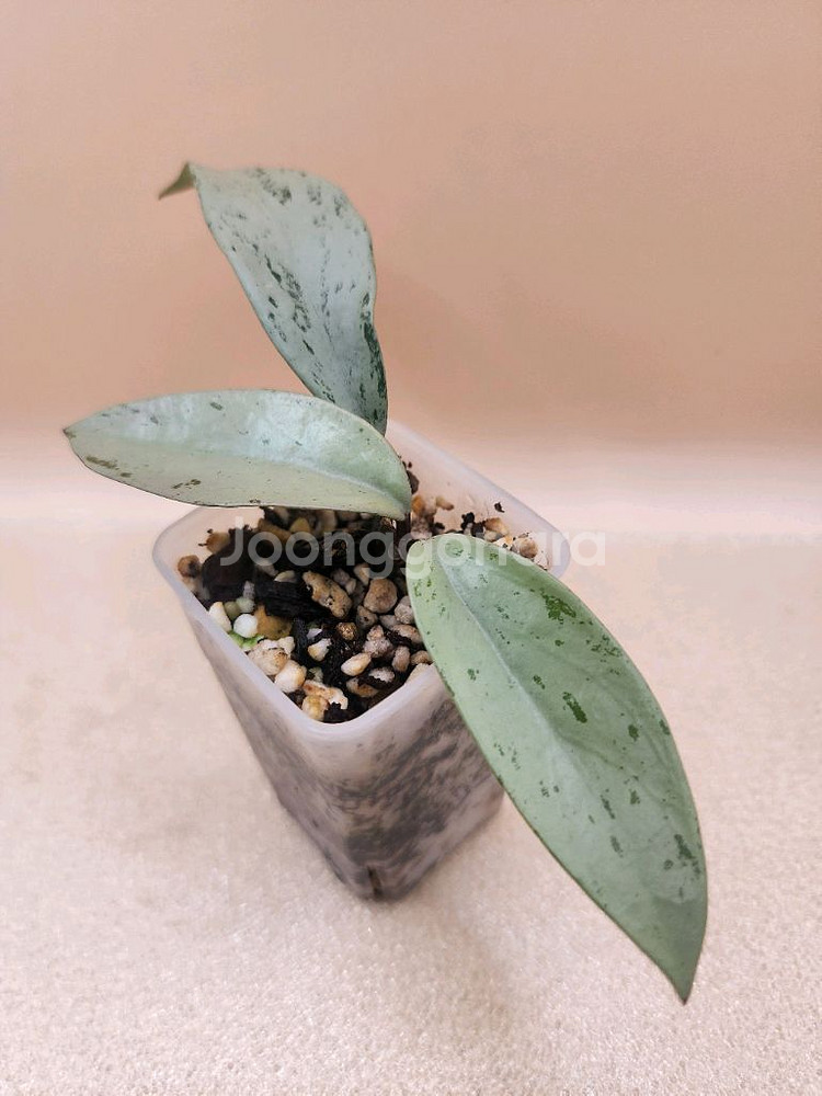 호야 푸비갈릭스 핑크고스트--0