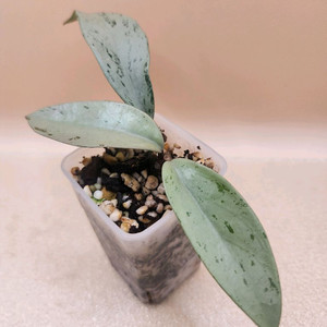 호야 푸비갈릭스 핑크고스트