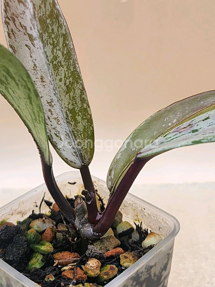 호야 푸비갈릭스 핑크고스트--1