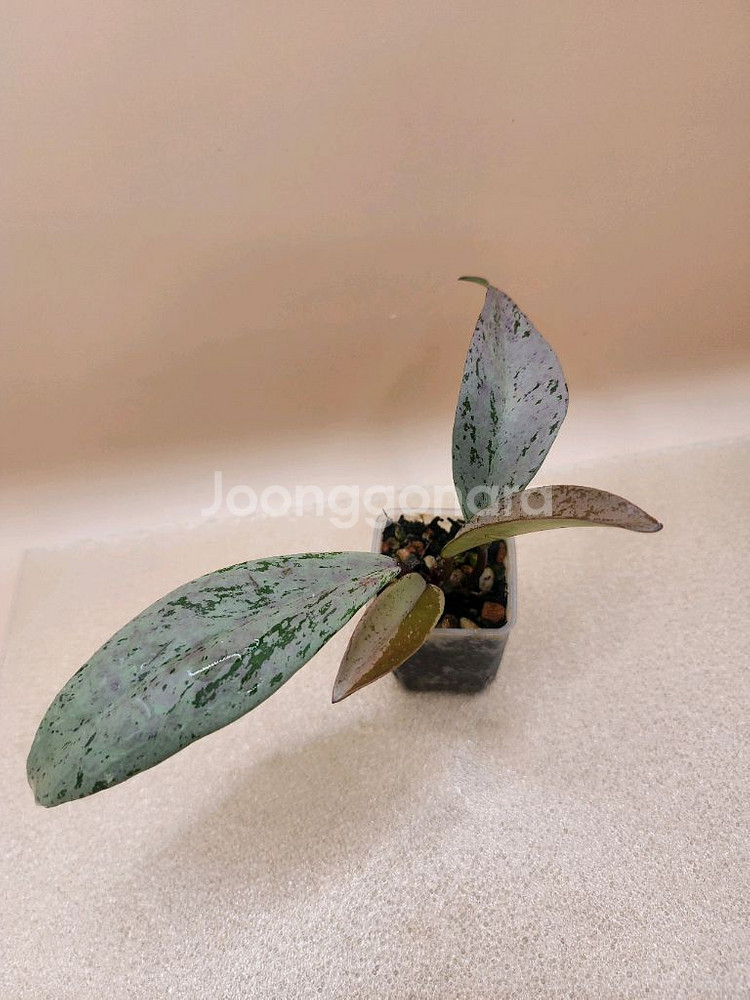 호야 푸비갈릭스 핑크고스트--0