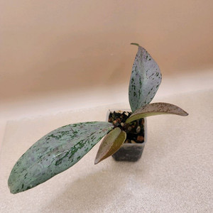 호야 푸비갈릭스 핑크고스트