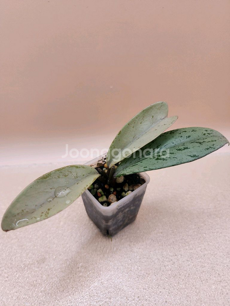 호야 푸비갈릭스 핑크고스트--0